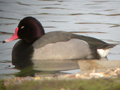 Rosy-billed Pochard x Common Pochard hybrid